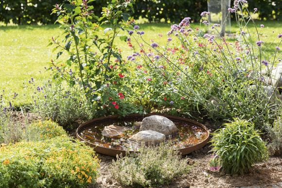 Vandbassin med kæmpejernurt. Foto: Ann Malmgren