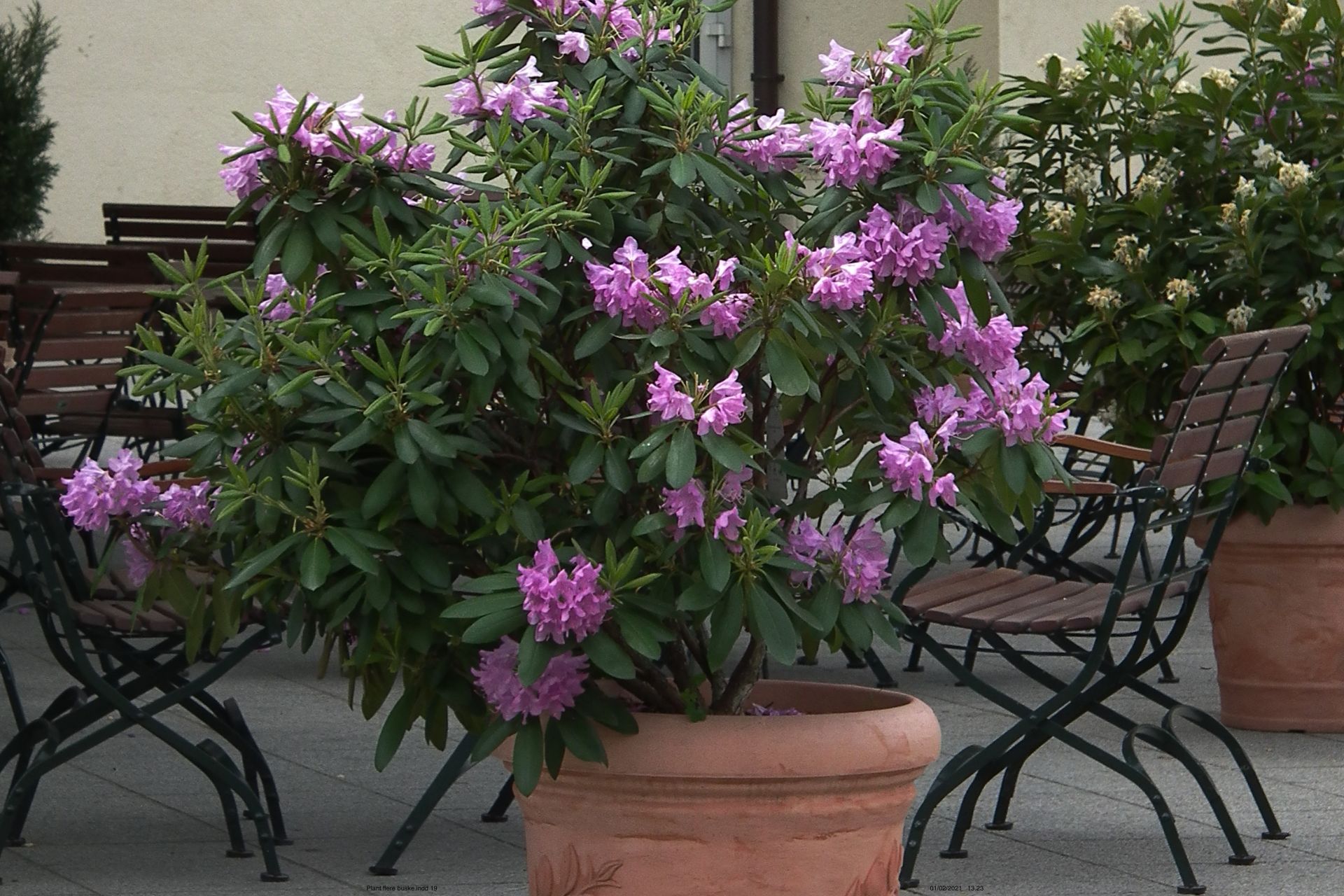 Rododendron kan sagtens gro i krukker, men husk at vande dem. Foto: Wikimedia_4028mdk09