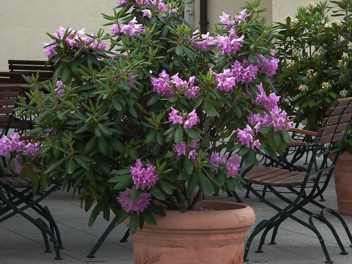 Rododendron kan sagtens gro i krukker, men husk at vande dem. Foto: Wikimedia_4028mdk09