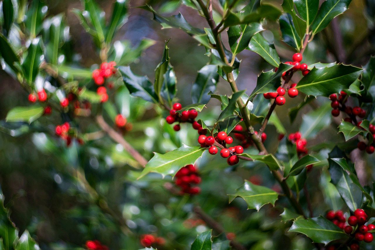 Almindelig kristtorn, Ilex aquifolium. Foto: Pixabay