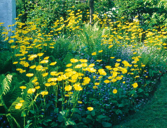 Staudebed med gule blomster. Foto: Mette Rønne