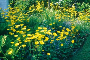 Staudebed med gule blomster. Foto: Mette Rønne