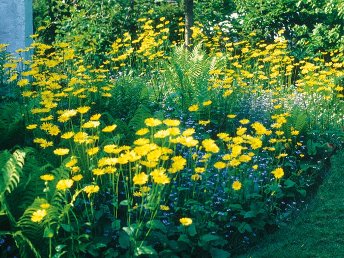 Staudebed med gule blomster. Foto: Mette Rønne