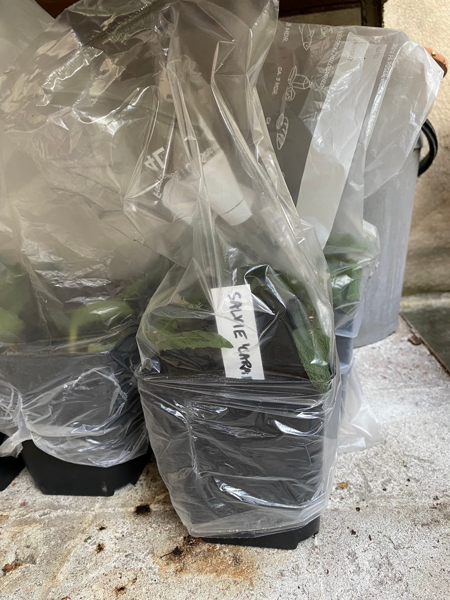 En frysepose beskytter stikligerne mod udtørring. Foto: Haveselskabet