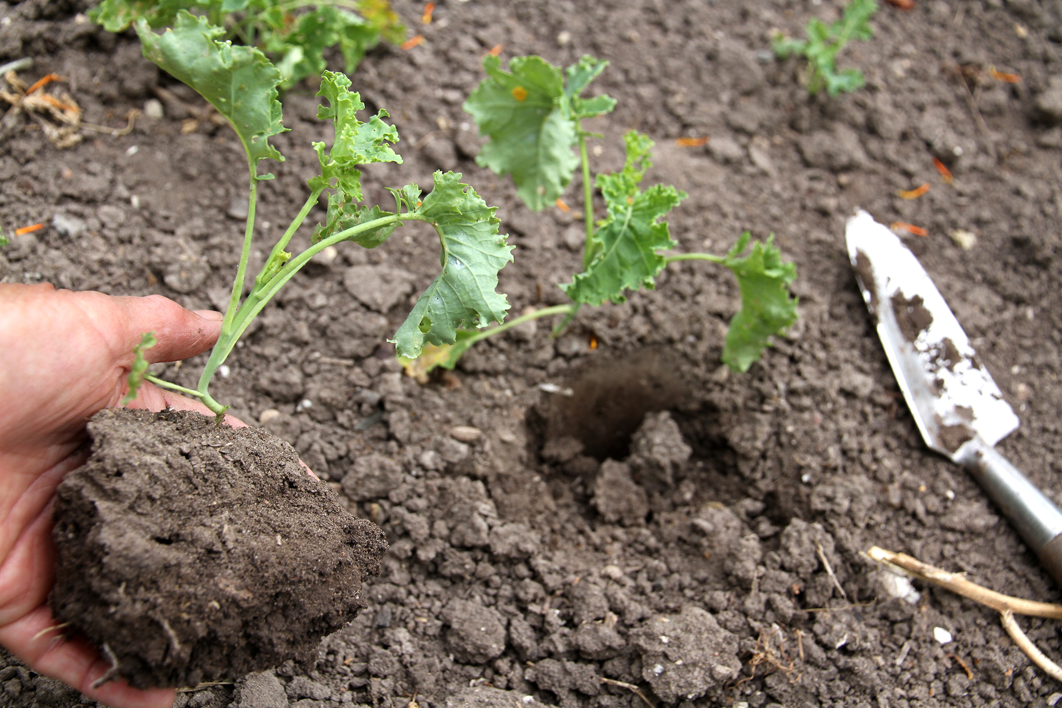 Kålplante klar til udplantning. Foto: Karna Maj