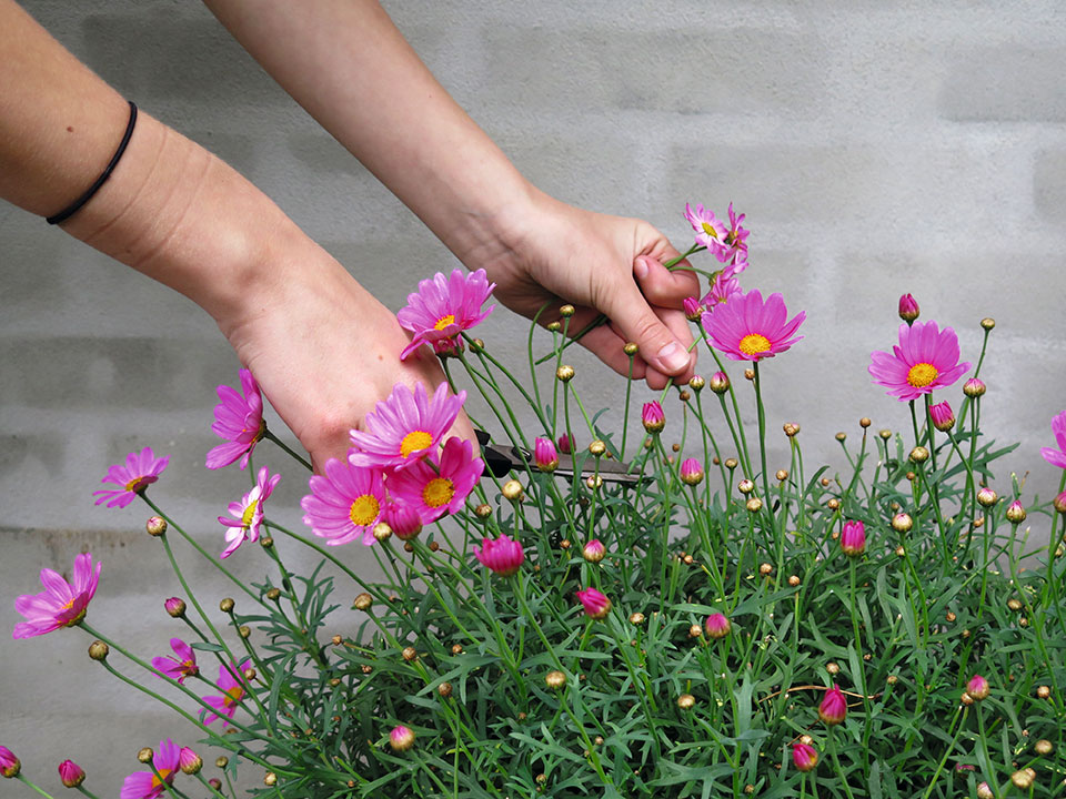 Nus om krukkeplanterne, så kvitterer de med en flot blomstring.  Foto: Lott Bjarke