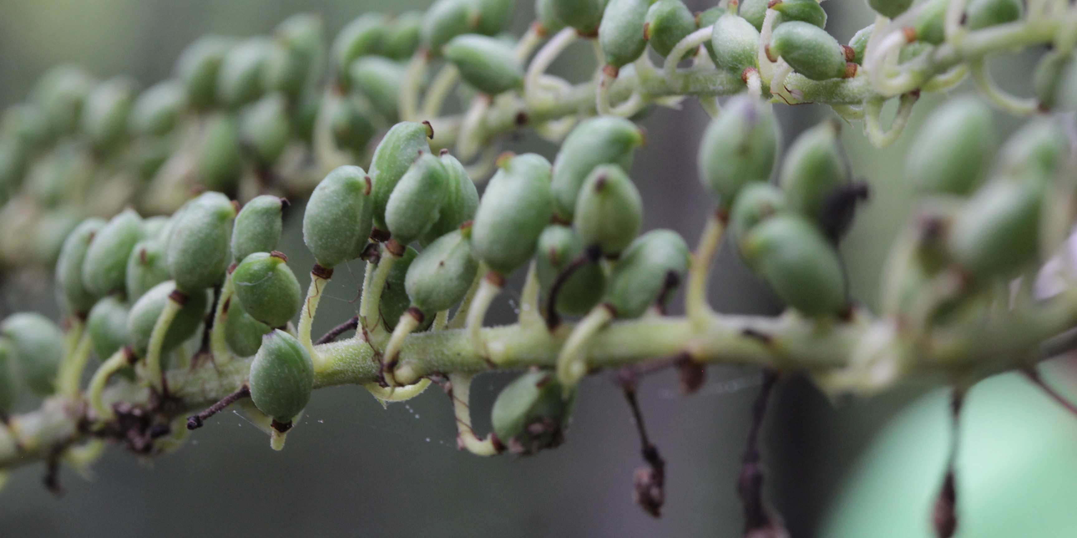 Frøstand fra sølvlys. Foto: Flickr/Priya Jaishanker