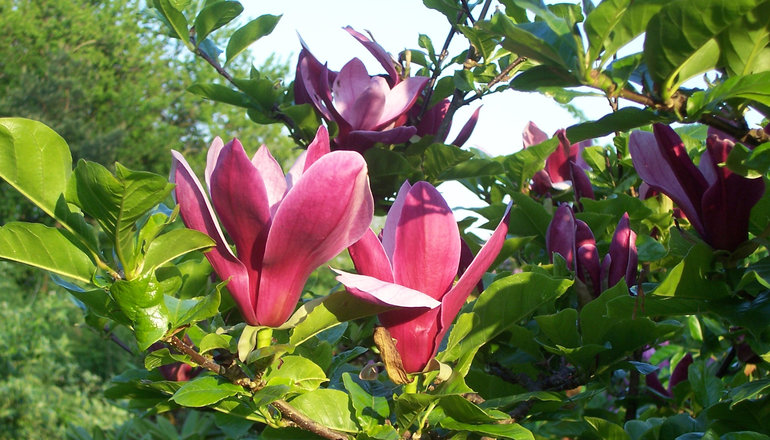 Rød magnolia, Magnolia liliiflora 'Nigra'. Foto: Bjarne Dinesen