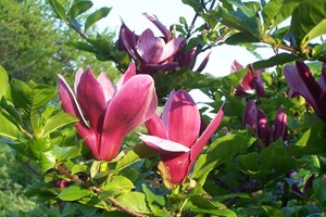 Rød magnolia, Magnolia liliiflora 'Nigra'. Foto: Bjarne Dinesen