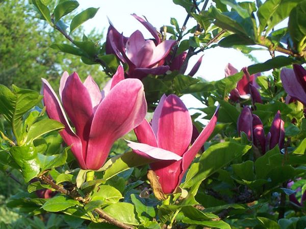 Rød magnolia, Magnolia liliiflora 'Nigra'. Foto: Bjarne Dinesen