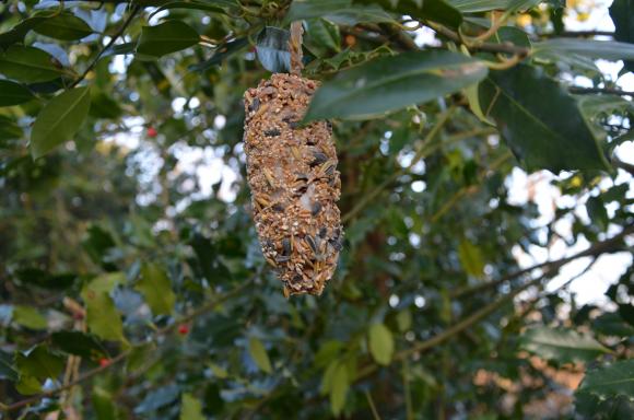 Fedtkugler i træ. Foto: Haveselskabet