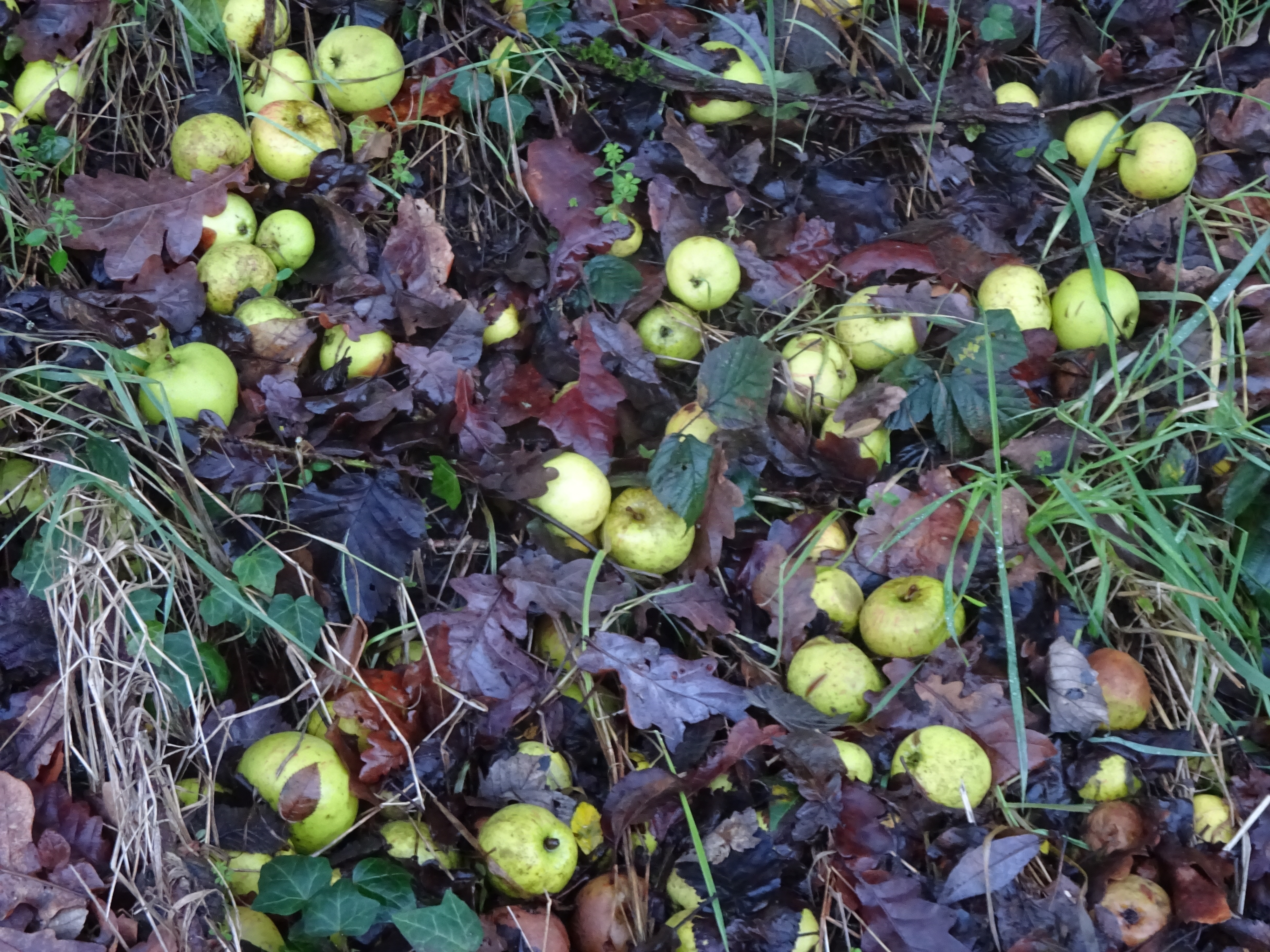 Nedfaldsæbler. Foto: Flickr/Tim Ellis