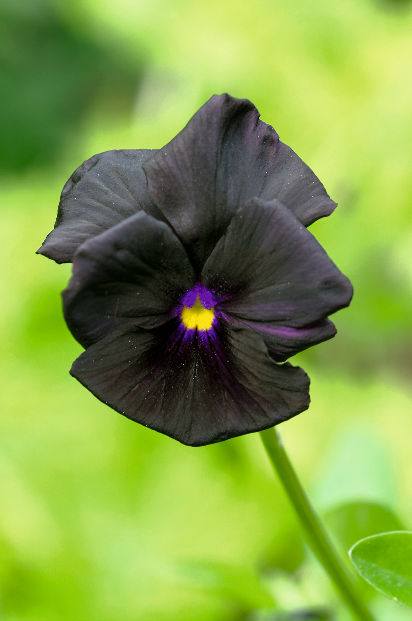 'Molly Sanderson' er dybt mørkviolet tangerende sort. Foto: Birgit Husted Bendsten