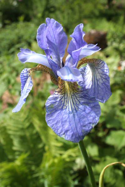 Sibirisk iris, Iris sibirica  ‘Perry’s Blue’