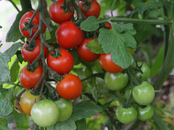 Modne tomater i drivhus. Foto: Karna Maj