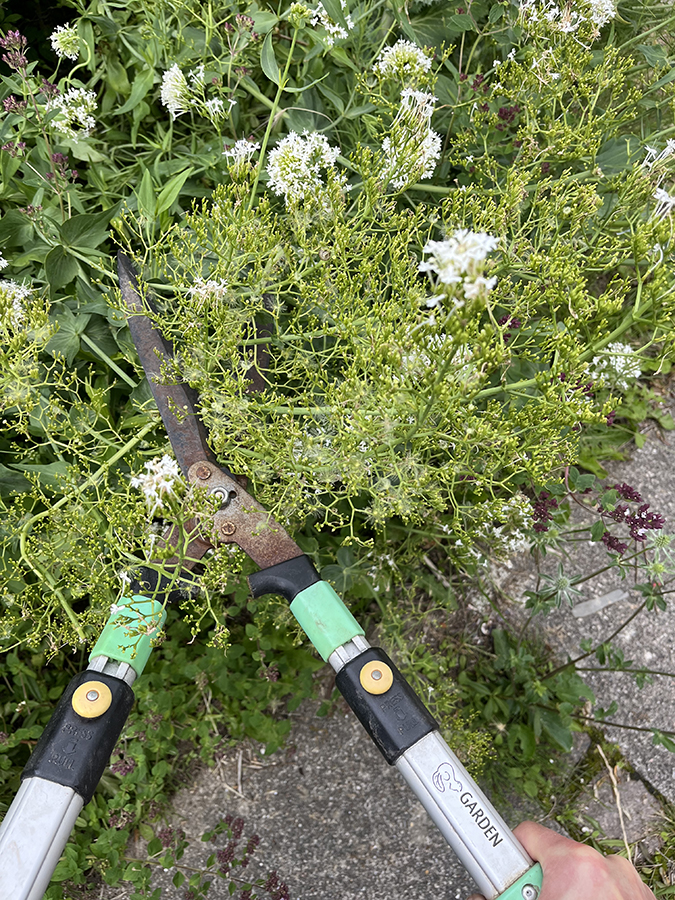 Nogle stauder som er færdige med blomstringen før sommerferien kan klippes ned og vil så skyde nye friske blade og måske også blomstre igen. Her er det en hvid sporebaldrian, Centranthus ruber. Foto: Haveselskabet