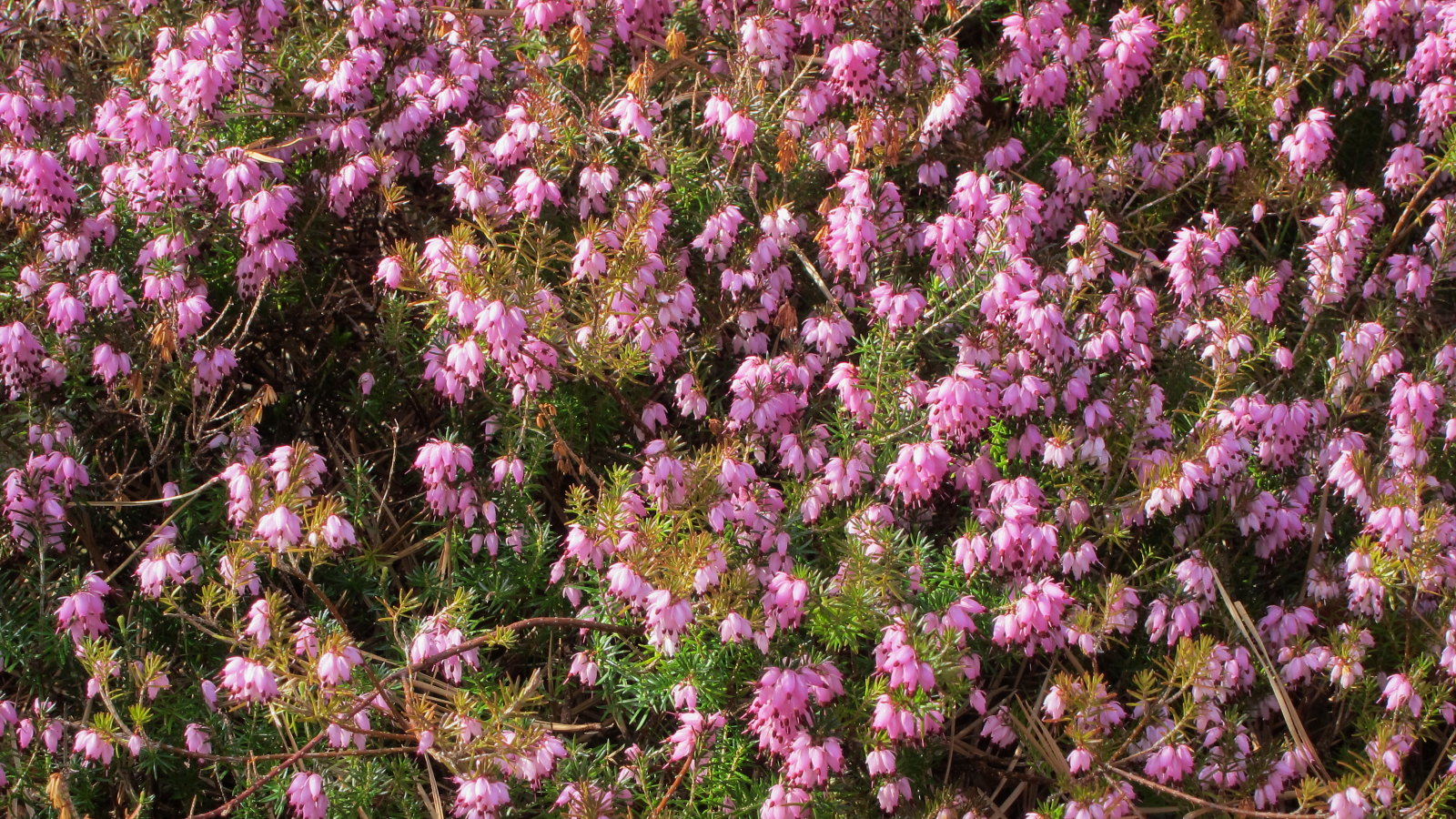 Vårlyng, Erica carnea. Foto: Flickr/K M