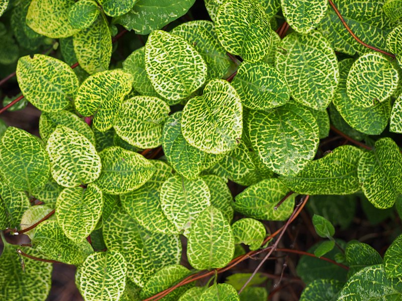 Japansk kaprifolie, Lonicera japonica 'Aureoreticulata'. Foto: Wikimedia