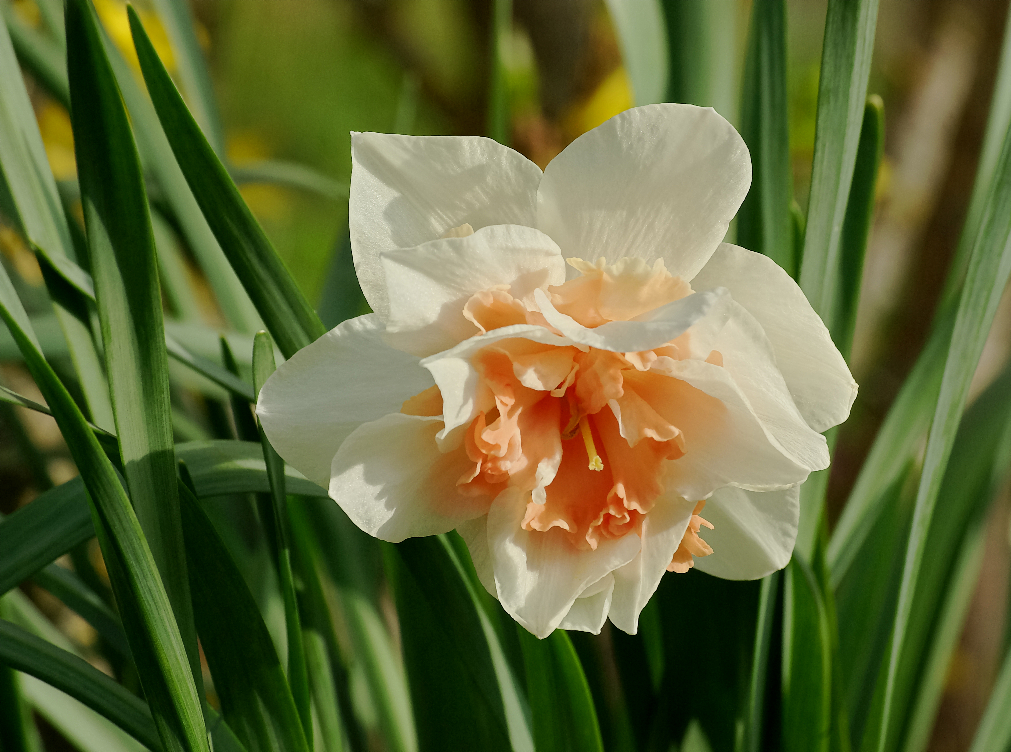 Dobbelt narcis 'Replete'. Foto: Wikimedia