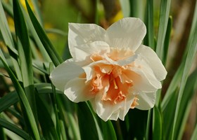 Dobbelt narcis 'Replete'. Foto: Wikimedia