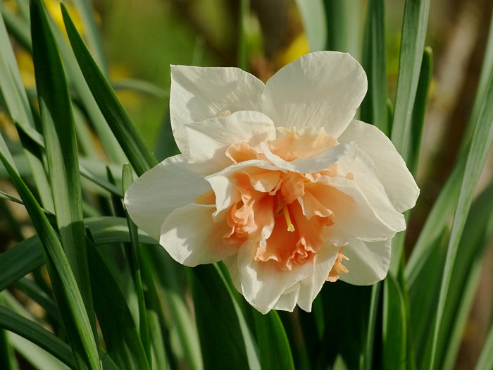 Dobbelt narcis 'Replete'. Foto: Wikimedia