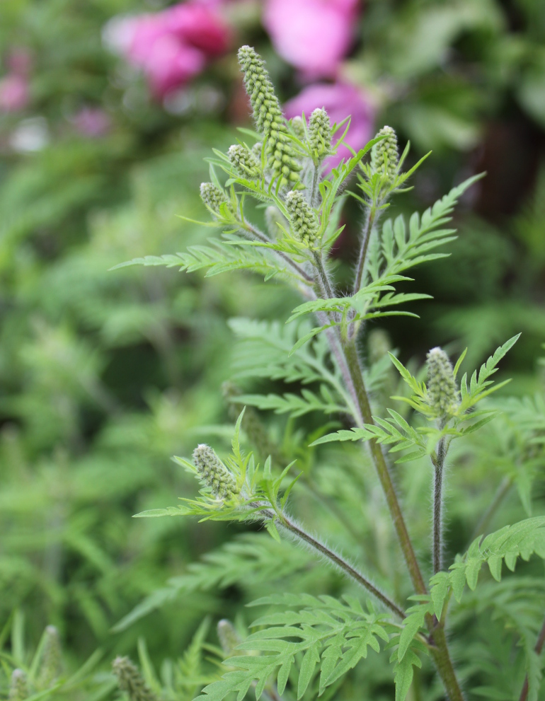 Bynkeambrosie har fjersnitdelte, bregneagtige blade, og de uanseelige pollenproducerende blomster sidder i lange aks i toppen. Foto: Kirsten Ebert