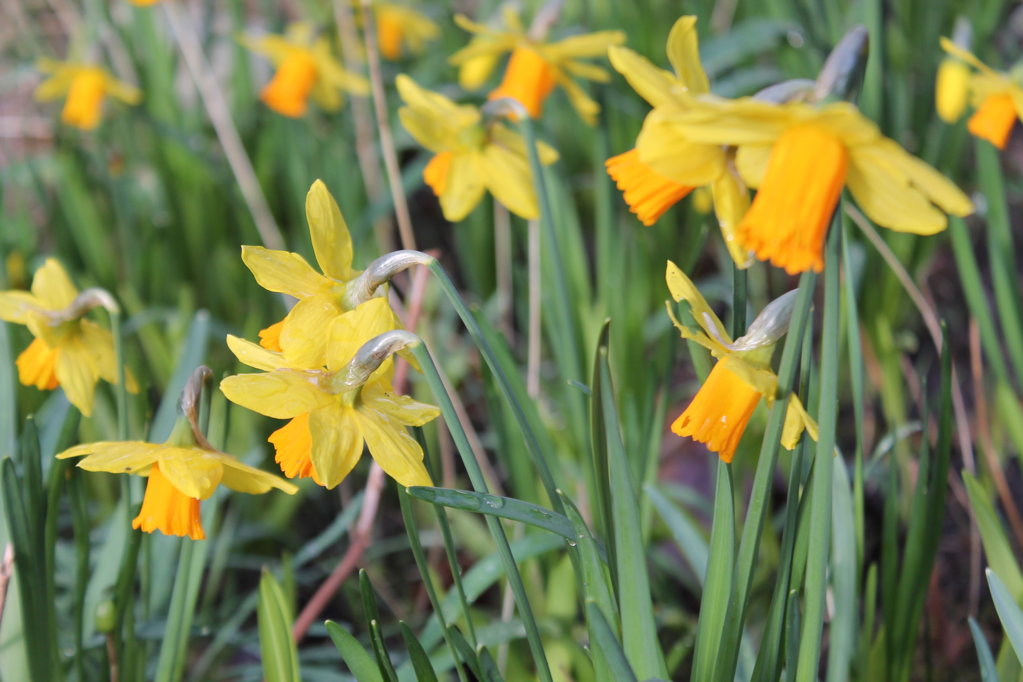 Iberisk narcis, Narcissus cyclamineus 'Jetfire'. Foto: Peakpx