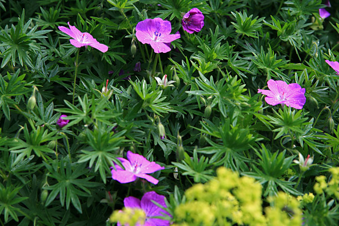 Blodrød storkenæb, Geranium sanguineum. Foto: Lisbeth Hvid