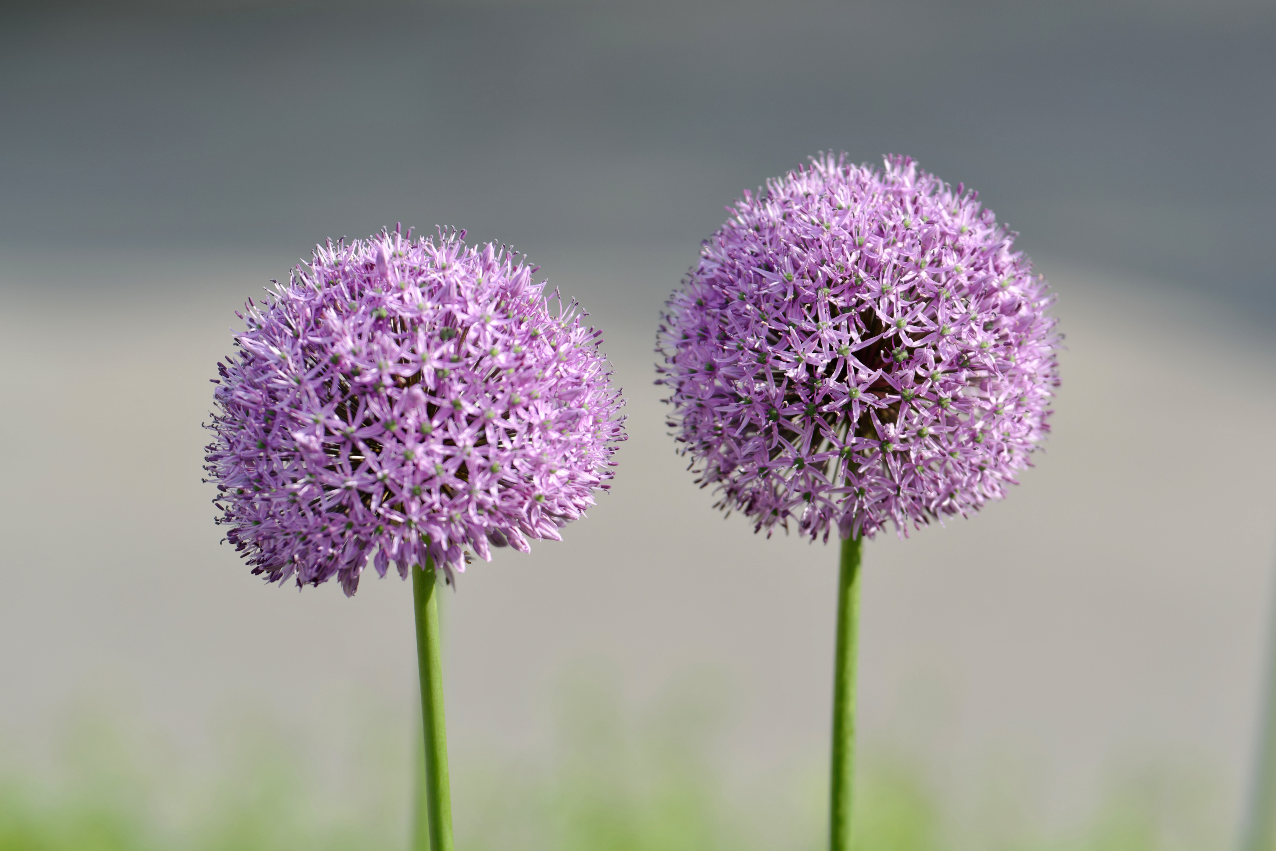 Klimavenlig Staudeprydløg, Allium 