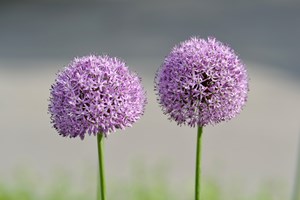 Klimavenlig Staudeprydløg, Allium
