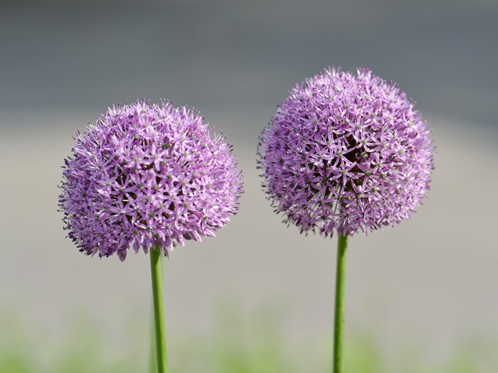Klimavenlig Staudeprydløg, Allium