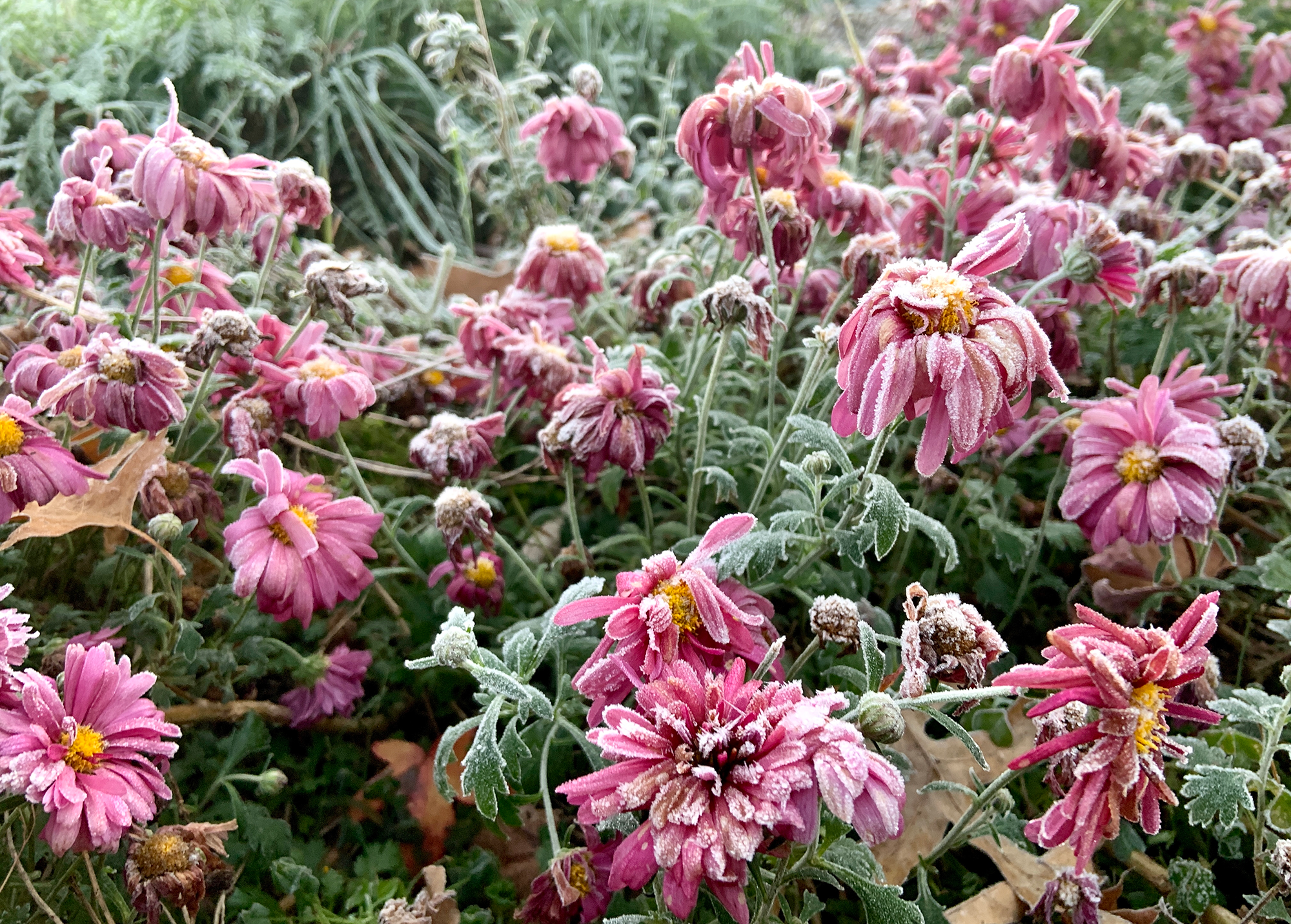 Georginer kan ikke tåle frost. Foto: Istock