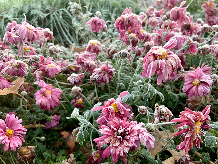 Georginer kan ikke tåle frost. Foto: Istock
