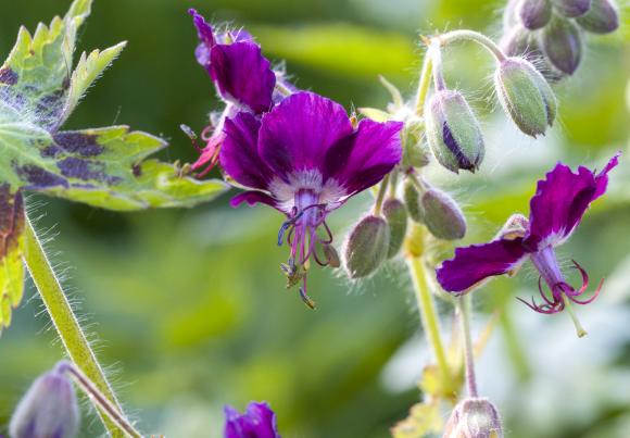 Bølgekronet storkenæb, Geranuum phaeum 'Samobor'.