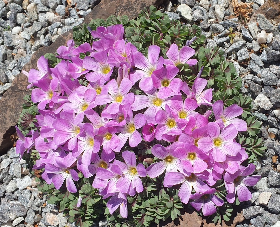 Oxalis