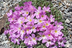 Oxalis