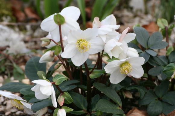 Julerose, Helleborus niger.