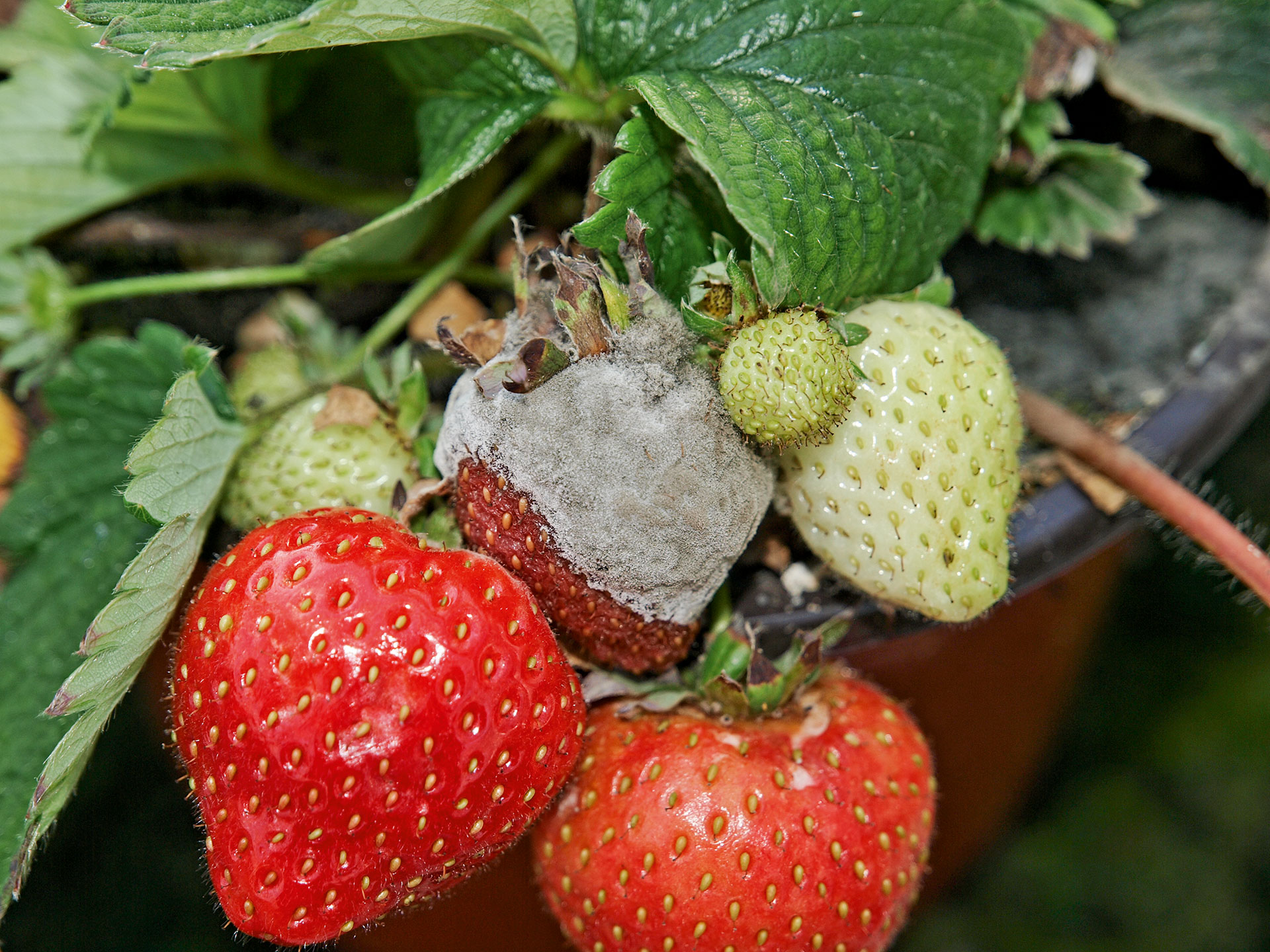 Gråskimmel på jordbær. Foto: Magnus Gammelgaard