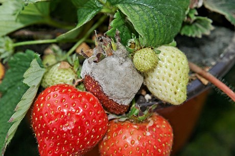 Gråskimmel på jordbær. Foto: Magnus Gammelgaard
