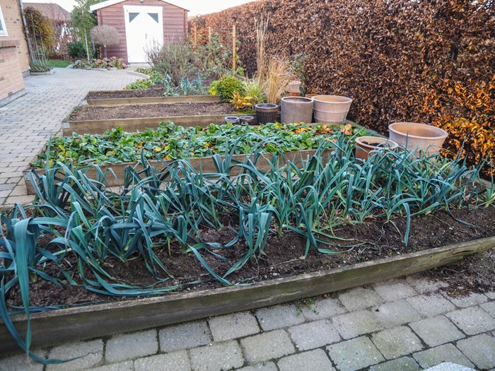 Porrer i køkkenhave