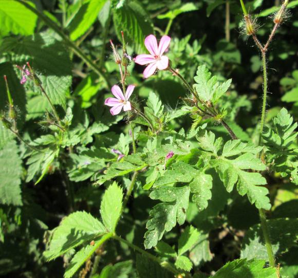 Stinkende storkenæb. Foto: Flickr/Andreas Rockstein