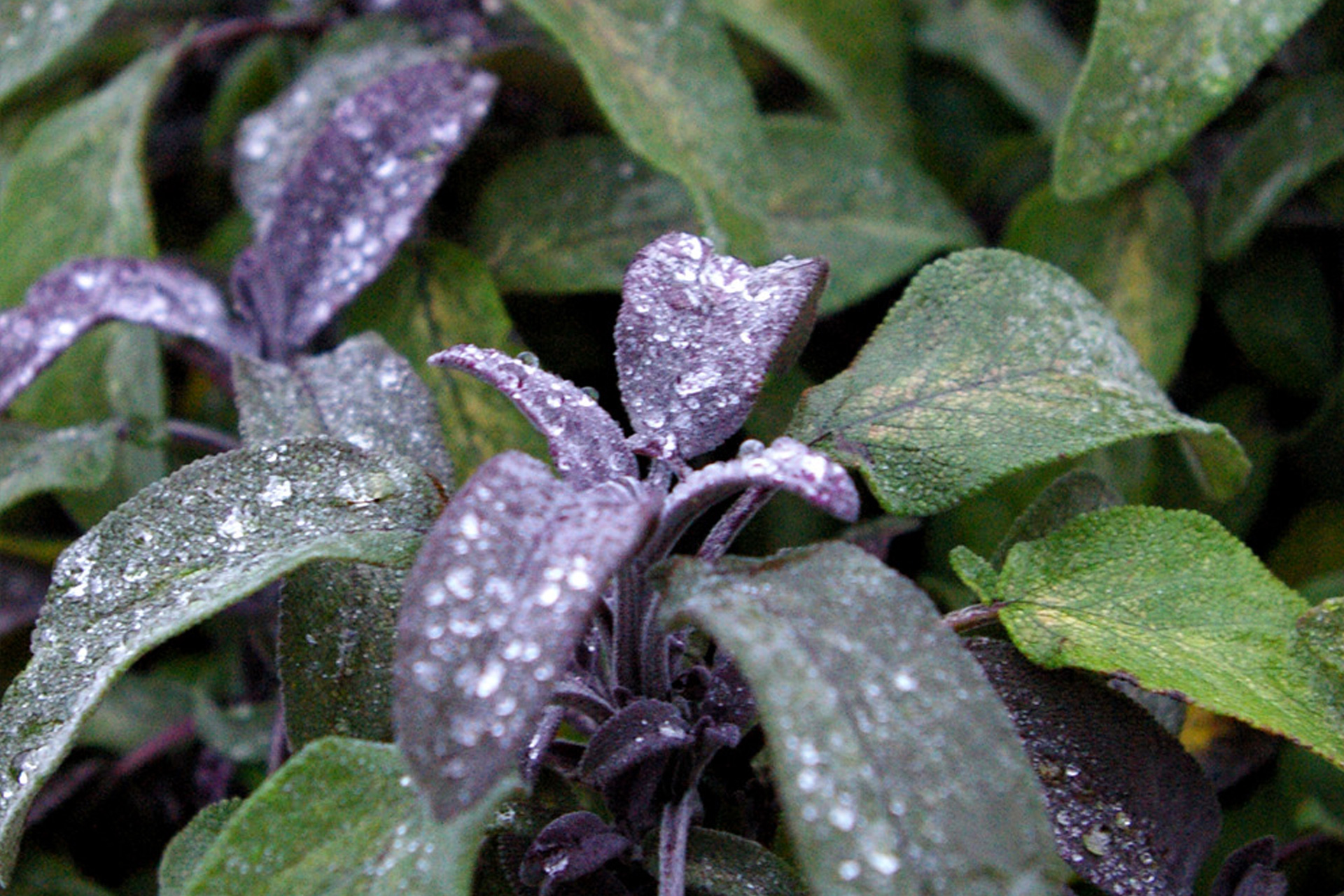 Lægesalvie 'Purpurascens'. Foto: Flickr/Matthew Byrne
