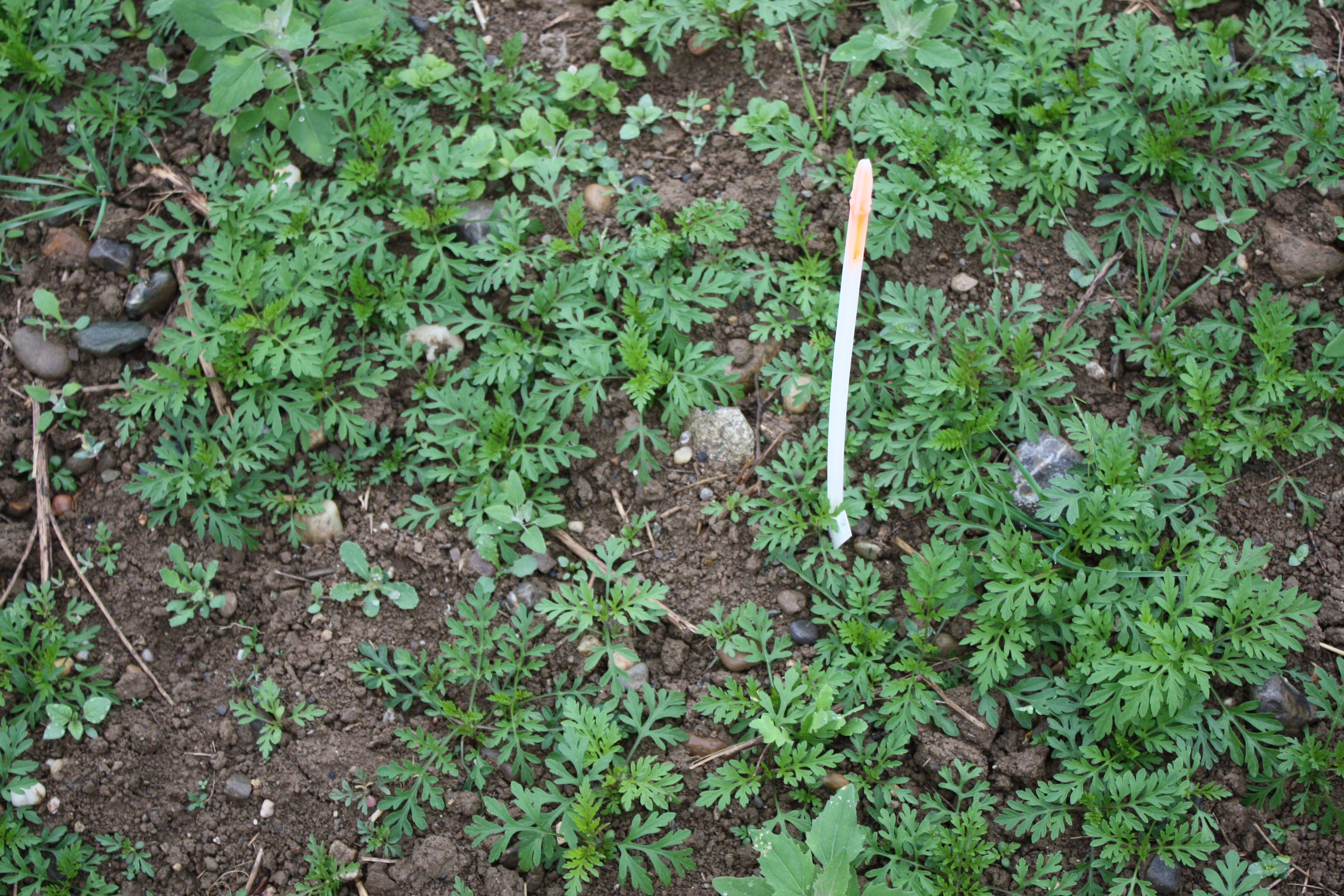 Små planter af bynkeambrosie kan let forveksles med fløjlsblomst, Tagetes, når man luger. Foto: Hans Peter Ravn