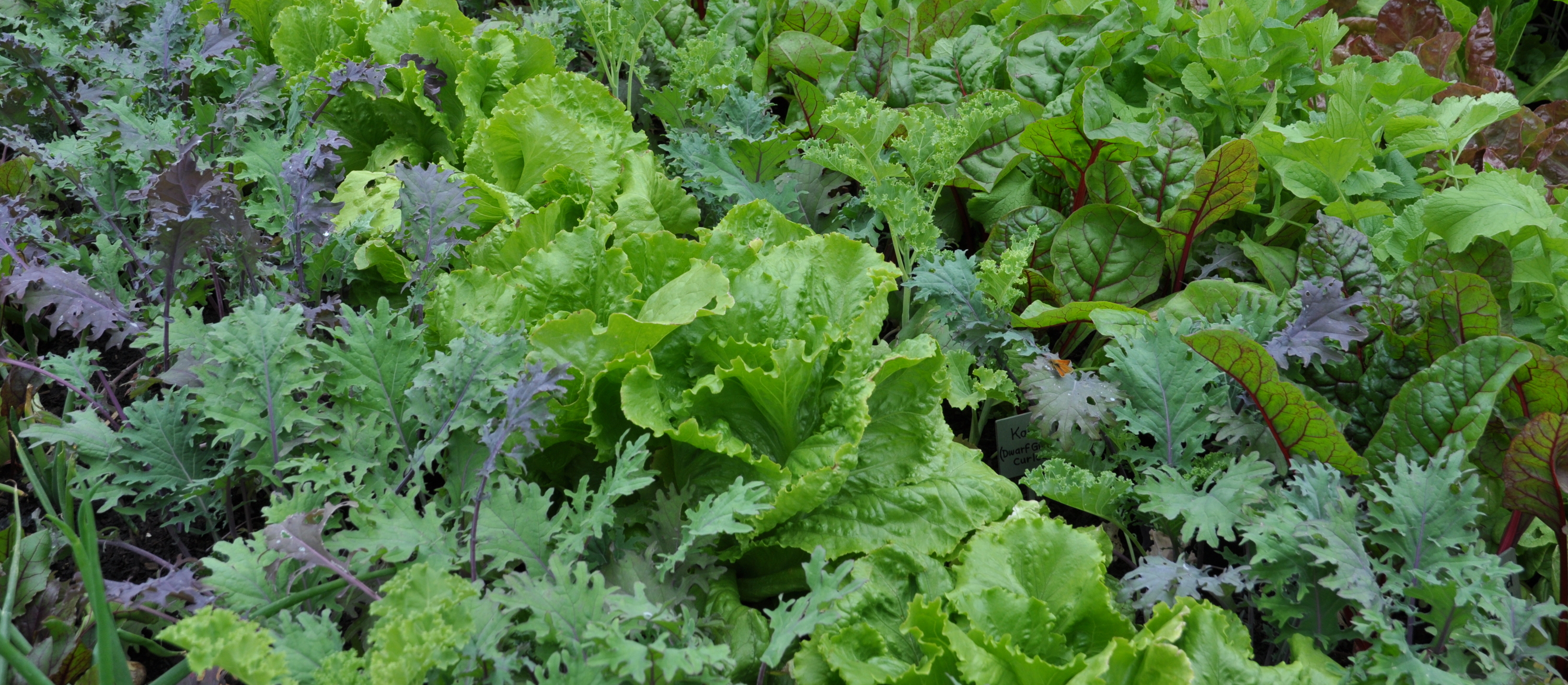 Salat og kål har forskellige gødningsbehov. Foto: Niels Ole Dam