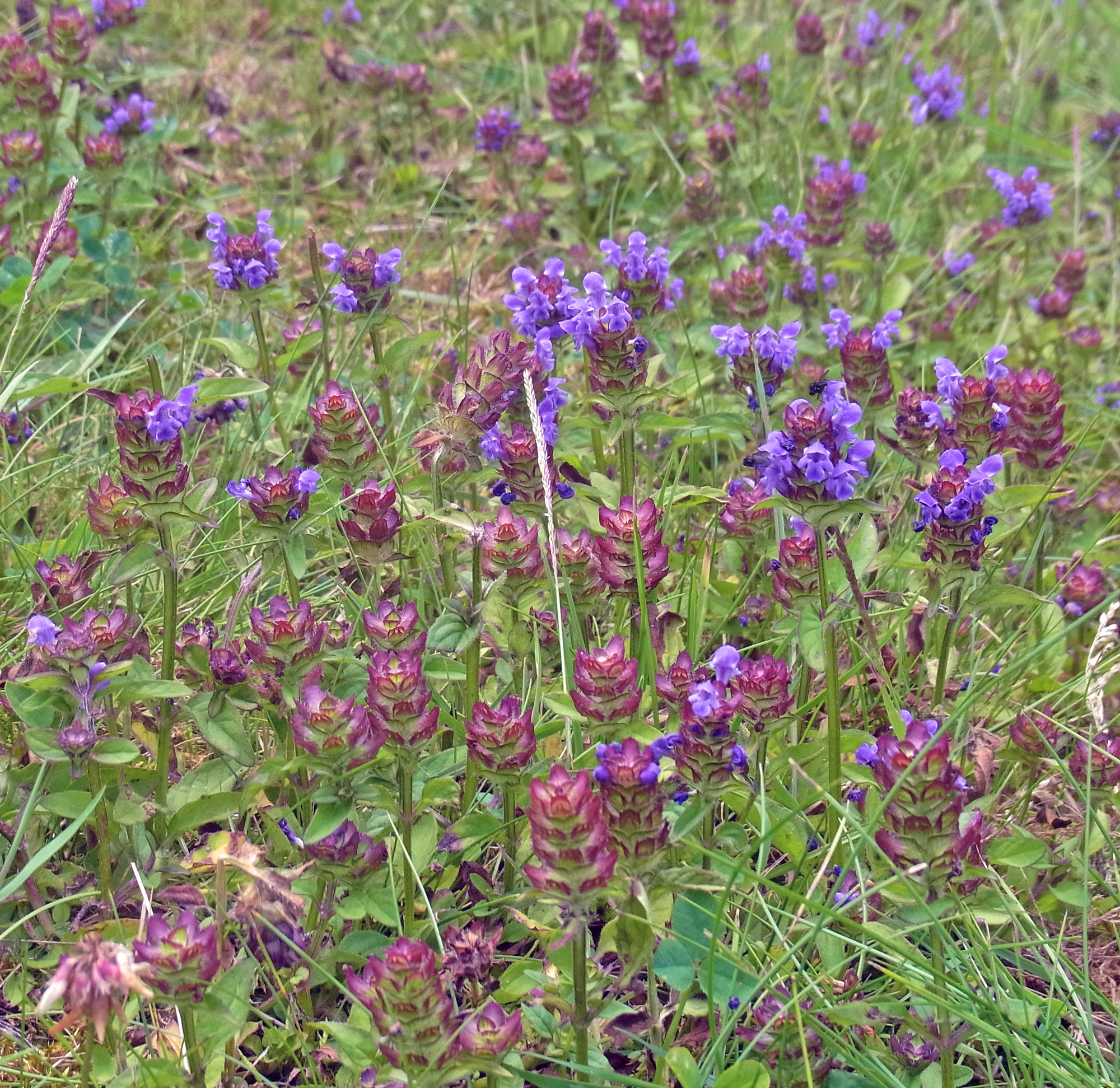 Brunelle. Foto: Flickr/Simon