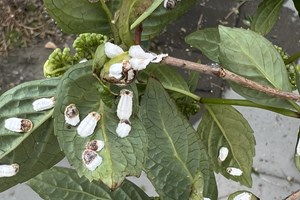 Hortensiaskjoldlus på hortensia. Foto: Judith Joost