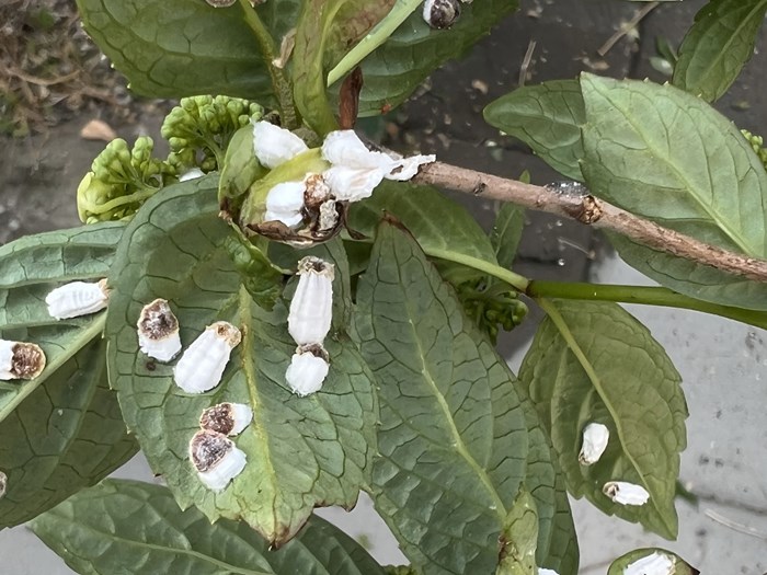 Hortensiaskjoldlus på hortensia. Foto: Judith Joost