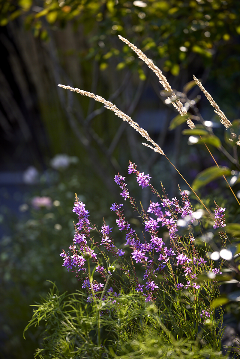 Kattehale, Lythrum salicaria, 'Swirl'. En sort af kattehale på omkring en meters højde og blomstring fra midten af sommeren og ind i sensommeren. Foto: Alister Thorpe.