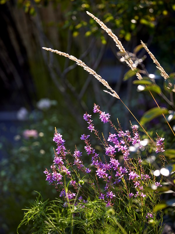 Kattehale, Lythrum salicaria, 'Swirl'. En sort af kattehale på omkring en meters højde og blomstring fra midten af sommeren og ind i sensommeren. Foto: Alister Thorpe.
