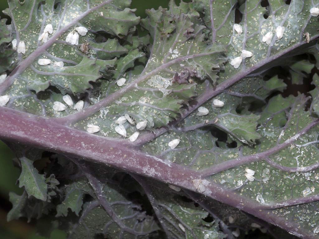 Kålmellus. Foto: Magnus Gammelgaard